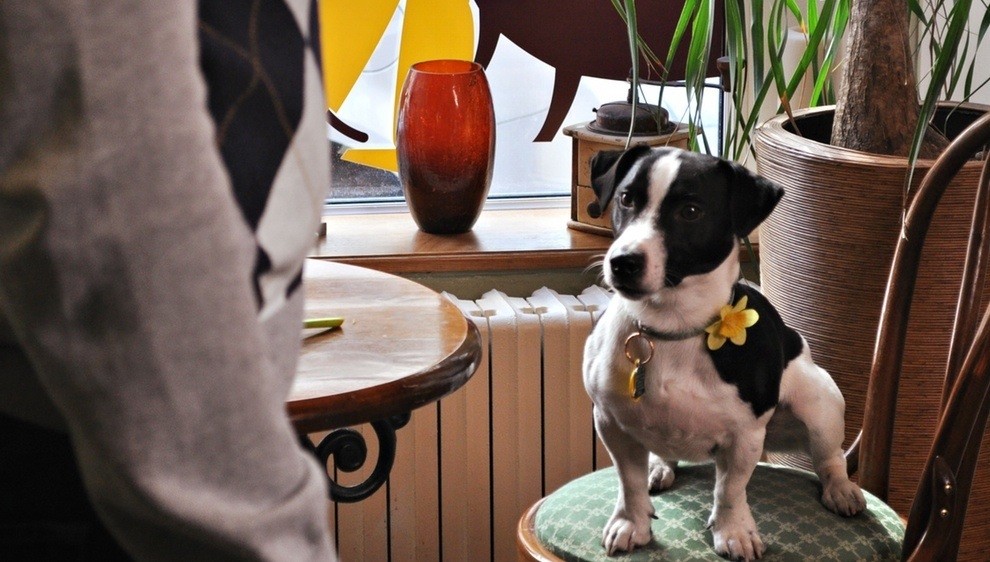 Daffodil day 2012
